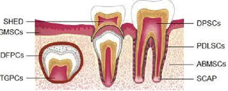 Figura  5:  Desenho  esquemático  ilustrando  as  diversas  fontes  das  células  estaminais  mesenquimais derivadas dos tecidos dentários