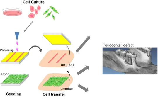 Figura 8: Esquema do transplante celular utilizando a técnologia de cell transfer. As células são  transferidas para a superfície do amnio usando um padrão específicp, ou em forma de camadas celulares