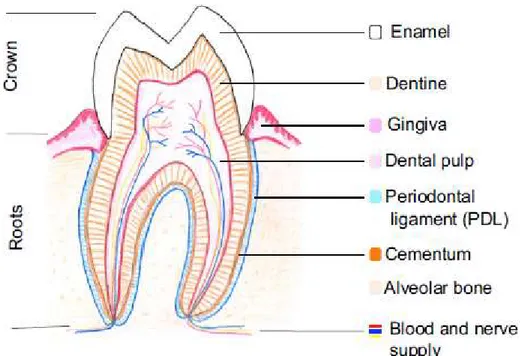 Figura  1 - Diagrama de uma secção de um molar permanente humano. À esquerda o dente está  dividido em Coroa (porção superior) e Raiz (porção inferior)