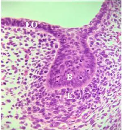 Figura 2 - Imagem histológica da Fase Tardia de Botão, aproximadamente na oitava semana de vida  embrionária