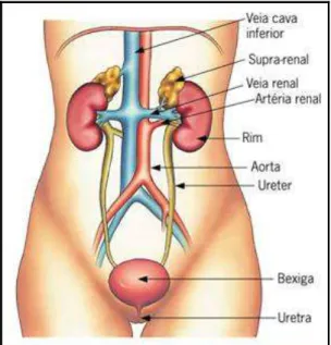 Figura 1 - Anatomia do sistema excretor humano.  Fonte: SBN, 2011. 