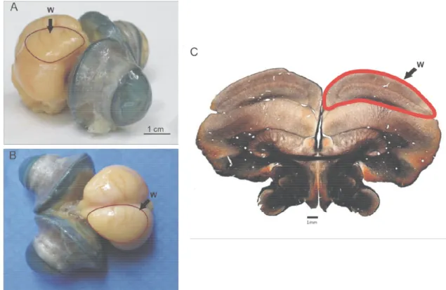 Figura  1.1.  O  wulst  (W)  visual  da  coruja  buraqueira  pode  ser  observado  na  peça  anatômica  em  vista  lateral  (A)  e  em  vista  dorsal  (B)