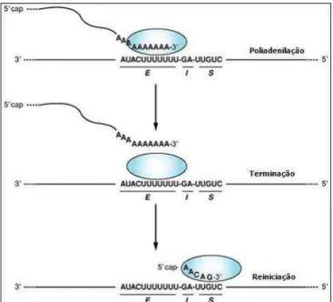 Figura 4. Diagrama da atividade da polimerase dos rabdovírus durante a transcrição em resposta à  sequência finalizadora (E), ao dinucleotídeo intergênico (I) e à sequência iniciadora (S) no molde de  RNA genômico