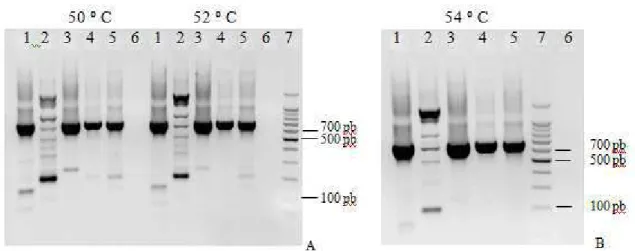 Figura  2-(A  e  B)  –  Eletroforese  em  gel  de  agarose  1,5%  apresentando  a  amplificação  de  GAPDH do DNA de diferentes espécies de linhagens celulares em diferentes temperaturas de  anelamento através da PCR para  o gene GAPDH
