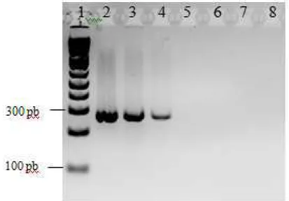 Figura  7  –  Eletroforese  em  gel  de  agarose  1,5%  apresentando  a  especificidade  analítica  dos  iniciadores  utilizados  na  PCR  para  Micoplasma  (Mollicutes)