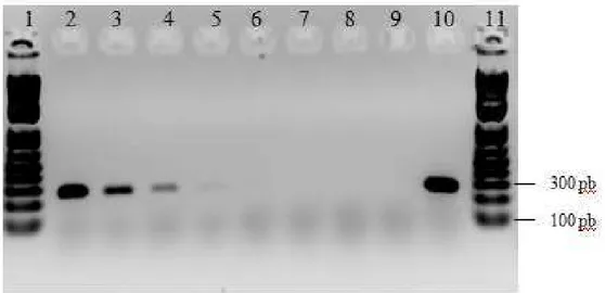 Figura 8 - Eletroforese em gel de agarose apresentando a sensibilidade analítica da PCR para  Micoplasma (Mollicutes) com diluições seriadas do DNA desse agente