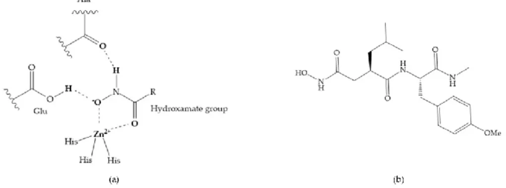 Figure 5. (a) Interaction between hydroxamate group and catalytic zinc (II) ion. The oxygen of the  hydroxamate forms a strong hydrogen bond with the carboxylate oxygen of the catalytic Glu, while 