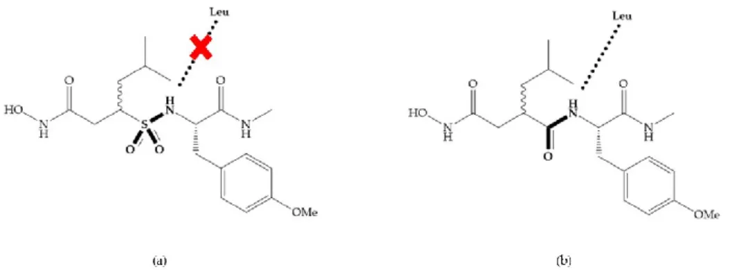Figure 10. (a) Succinyl hydroxamate acid with a sulphonamide bond. This compound presents low  inhibitory  activity  because  of  the  pyramidal  nature  of  the  sulphonamide  group