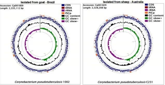 Figure 1. The  whole genome of Corynebacterium pseudotuberculosis. 