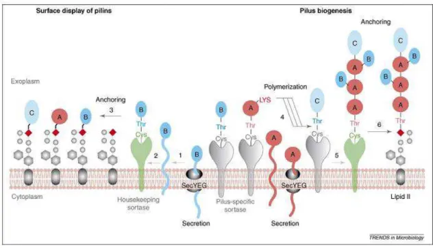 Figure 3. Model of pilus biogenesis. 