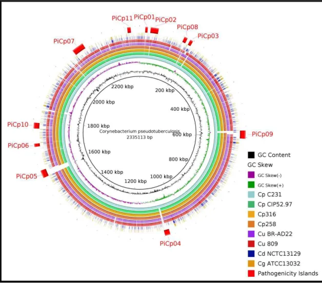 Figure 4. Genomic map comparing strains of Corynebacterium pseudotuberculosis, Corynebacterium ulcerans  and Corynebacterium diphtheriae