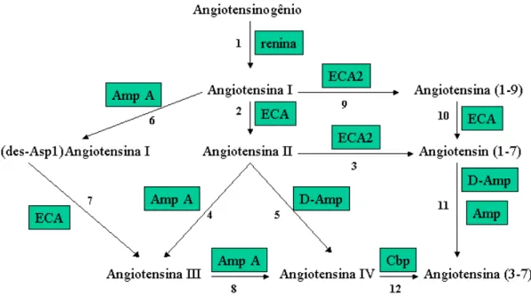 Figura 1-  Sistema Renina-Angiotensina com as suas etapas principais. 