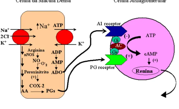 Figura  2-  Controle  da  liberação  de  renina  nas  células  juxtaglomerulares.  Ácido  Araquidônico (AA), Prostaglandinas (PGs), Adenosina (ADO), Adenilil-Ciclase (AC)