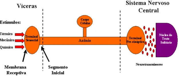 Figura 4- Organização geral dos neurônios do gânglio nodoso 