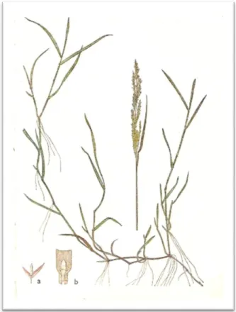Figura 13 – Agrostis stolonifera; Legenda: a- flor b-lígula 13
