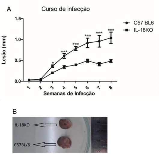 Figura 1. Desenvolvimento das lesões cutâneas em camundongos selvagens e IL-18 KO  infectados por Leishmania amazonensis