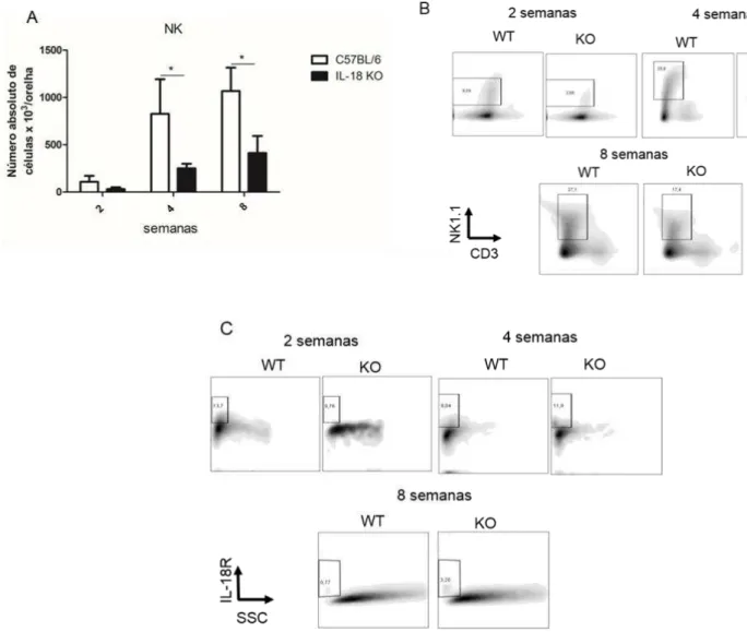 Figura  9.  Avaliação  das  células  NK  presentes  no  infiltrado  inflamatório  das  lesões  de  camundongos selvagens e IL-18 KO infectados com Leishmania amazonensis e cinética  da expressão do receptor de IL-18