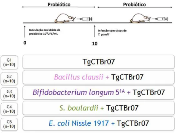 Figura 3. Delineamento  para  desenvolvimento  da curva de sobrevivência. Os animais receberam 0,1  mL de probiótico 