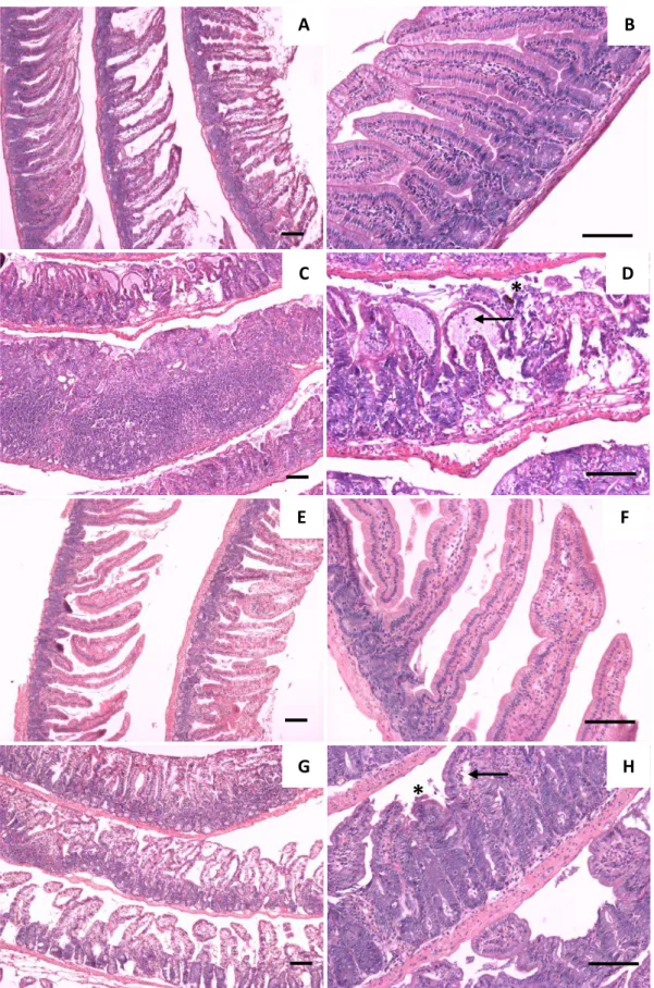 Figura 8. Fotomicrografias de intestino delgado, corado em H&amp;E, de camundongos Swiss