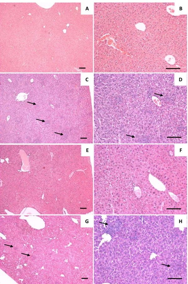 Figura  12.  Fotomicrografias  de  fígado,  corado  em  H&amp;E,  de  camundongos  Swiss