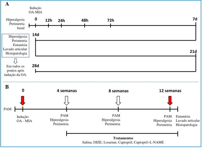 Figura  8:  Representação  esquemática  dos  protocolos  de  experimentação  animal.  (A)  Padronização  do 