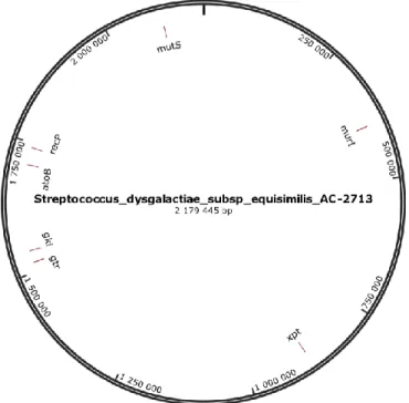 Figure 1.2 MultiLocus Sequence Typing schema for the Streptococcus dysgalactiae subsp equisimilis