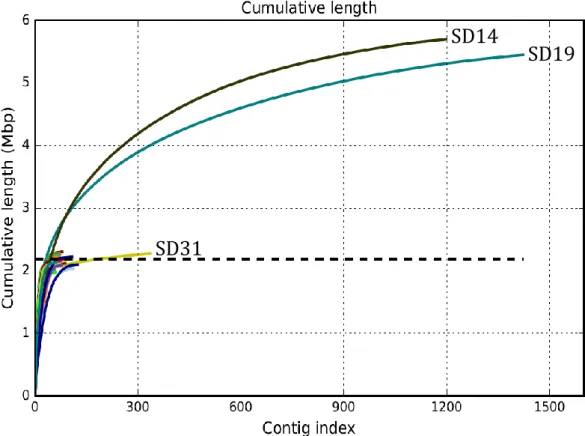 Figure  3.2  Cumulative  length  plot  of  the  51  animal  and  human  Streptococcus  dysgalactiae  subsp