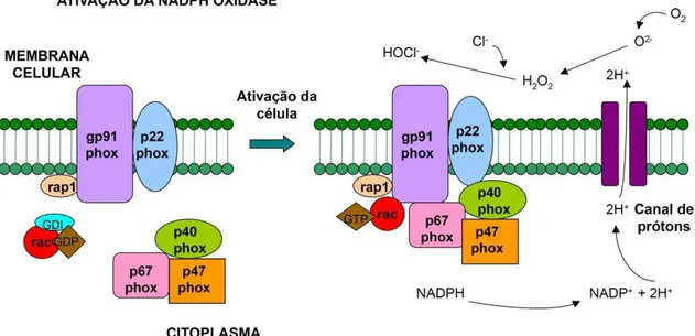 Figura  5:  Representação  esquemática  da  enzima  NADPH  oxidase.  O  citocromo  b558,  parte 