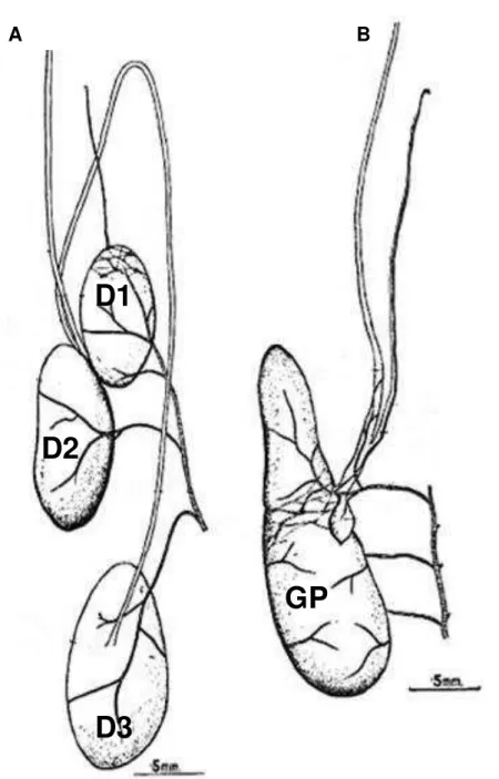 Figura 2: Glândulas salivares de Triatoma infestans (A) e Rhodnius prolixus  (B)  (Baptist,  1941)