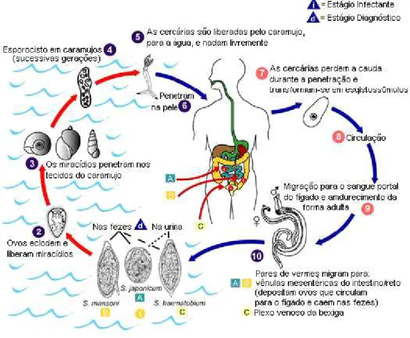 Figura 3: Esquema representativo do ciclo de vida de parasitos do gênero Schistosoma. Durante seu 