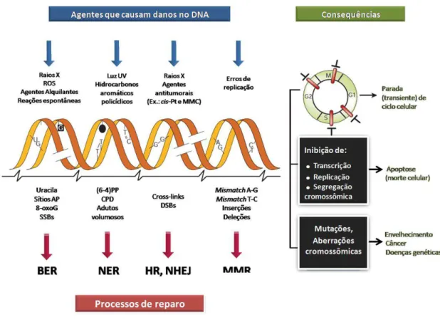 Figura 7: Danos no DNA, mecanismos de reparo e consequências.  Exemplos de agentes que causam 