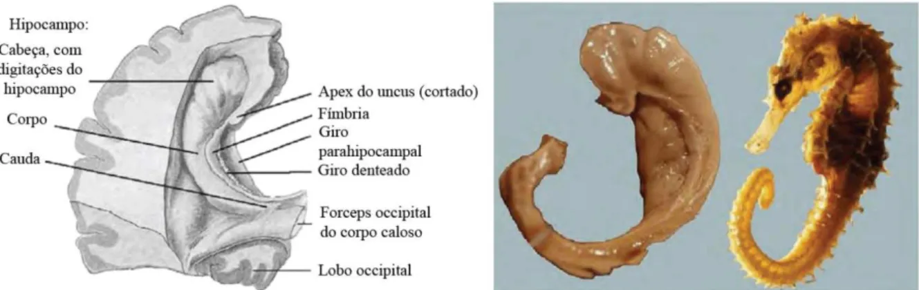 Figura 3 – Secção transversal através do corpo do hipocampo e giro denteado, fissura coróide e corno  inferior do ventrículo lateral