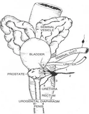 Fig. 2 - Repesentação esquemática do Gânglio Pélvico Maior (GPM) no rato. 1, nervo  hipográstrico; 2, nervo pélvico; 3, ramos para o reto; 4, tronco maior que inerva a  uretra e o  pênis; 5-7, ramos para a próstata, bexiga e eréter, respectivamente