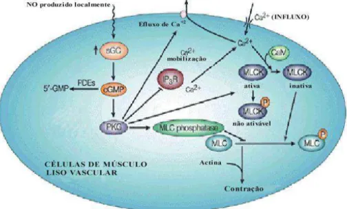 Fig. 7 – Mecanismo de ação da proteína quinase G (PKG) no processo de relaxamento da  musculatura vascular lisa