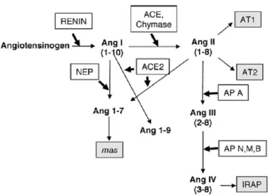 Fig. 8 – Representação esquemática do RAS baseado em últimas informações. AM A,  N, M e B indica aminopeptidase A, N, M e B