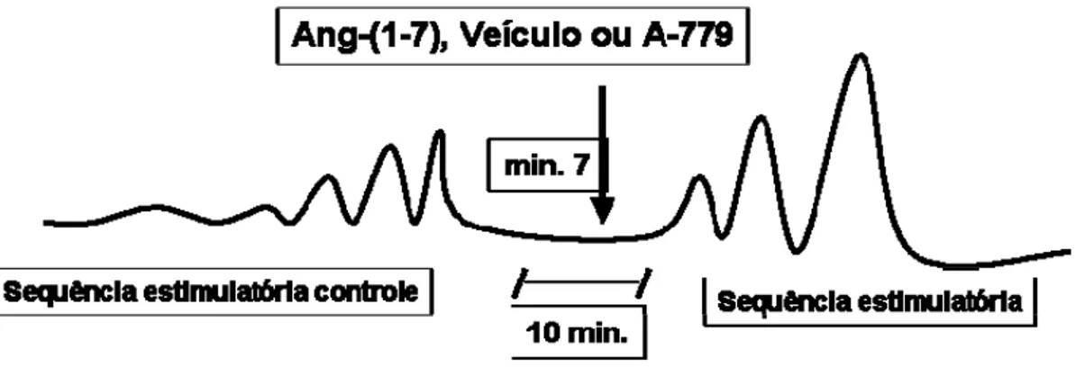 Figura 10 – Representação esquemática do protocolo experimental (1) utilizado para avaliar  o efeito da administração intracavernosa de Ang-(1-7) e do antagonista específico para o  receptor Mas, A-779