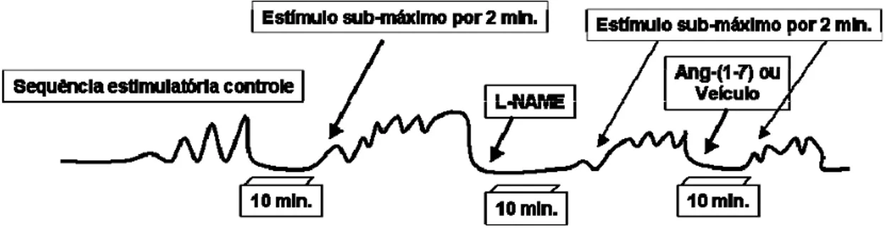 Figura 11 – Representação esquemática do protocolo experimental (2) utilizado para avaliar  o efeito da administração intracavernosa do L-NAME, e o efeito da Ang-(1-7) diante da  inibição  da NOS