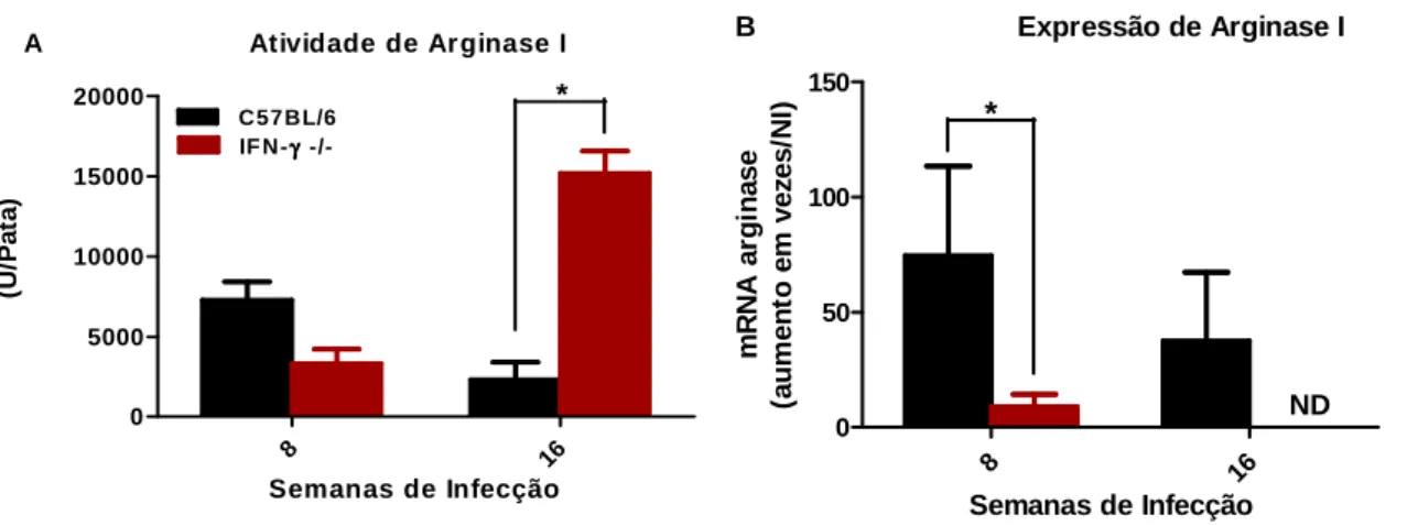 Gráfico 4. (A) Atividade da enzima arginase I: Determinação da atividade de arginase a partir  do  lisado  de  células  das  patas  infectadas  para  os  tempos  indicados  de  infecção