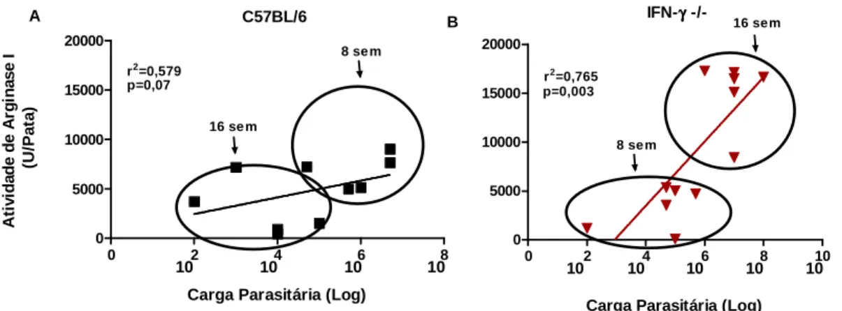 Gráfico 5. Correlação entre carga parasitária e atividade de arginase I: Em (A) correlação  entre  carga  parasitária  e  atividade  de  arginase  I  nas  patas  infectadas  de  camundongos 
