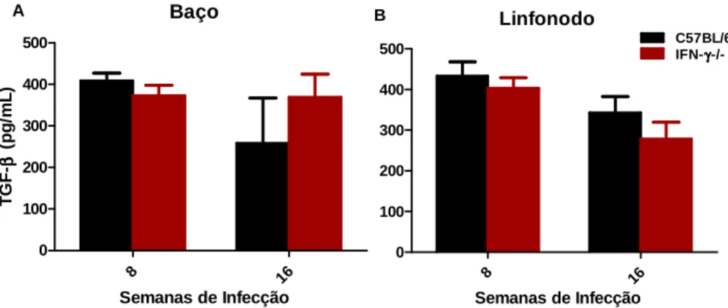 Gráfico  8.  Cinética  de  produção  de  TGF- β   no  baço  (A)  e  linfonodo  poplíteo  (B)  de  camundongos  C57BL/6  e  IFN- γ   -/-