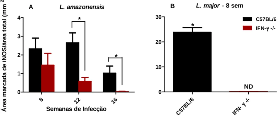 Gráfico 10. Expressão da proteína iNOS por imunohistoquímica. Camundongos C57BL/6 e 