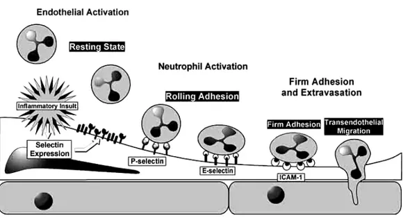 FIGURA 1:  Esquema simplificado mostrando as etapas do recrutamento leucocitário, mais  precisamente de neutrófilos