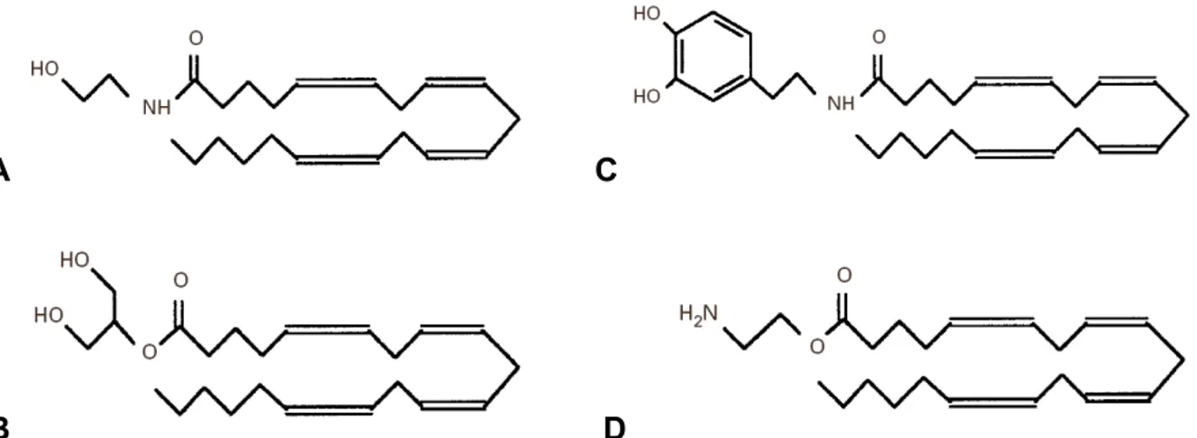 FIGURA 5:  Estrutura de alguns dos endocanabinóides mais estudados. (A): anandamida; (B): 2- 2-Araquidonoilglicerol (2-AG); (C): 2-Araquidonoildopamina; (D): Virodamina