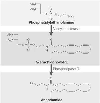 FIGURA 6:  Mecanismo bioquímico de formação da anandamida em tecidos biológicos.   