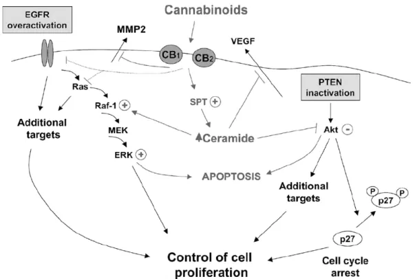 FIGURA 10:  Mecanismo intracelular após ativação de receptor canabinóide em célula endotelial ou 