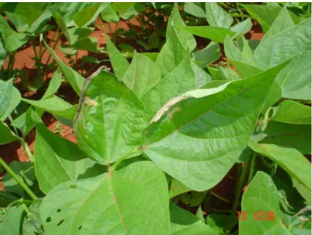 FIGURA 2 - Sintomas iniciais de queima de bordas das folhas em plantas de feijoeiro  comum apresentando a Murcha de Curtobacterium