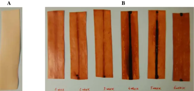 Figure 4.5: A-PVC band un-aged. B- PVC bands that were wrapped with tape A without adhesive