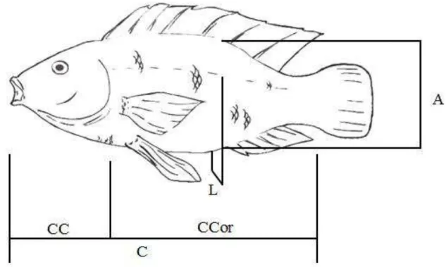 Figura  2:  Medidas  morfométricas,  altura  (A),  comprimento  padrão  (C),  comprimento  de  cabeça  (CC),  comprimento  correto  (CCor)  e  largura  (L),  mensuradas  em  cada  animal