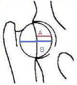 Figura  1  –  Desenho  esquemático  da  articulação  coxofemoral  de  cão  ilustrando  como  o  percentual  de cobertura da cabeça do fêmur (PC) é calculado  [PC=  (A  ÷  B)  x  100]
