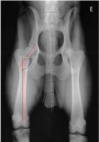Figura 3  -  Radiografia de um cão da raça Rottweiler na posição padrão utilizada no diagnóstico da DCF